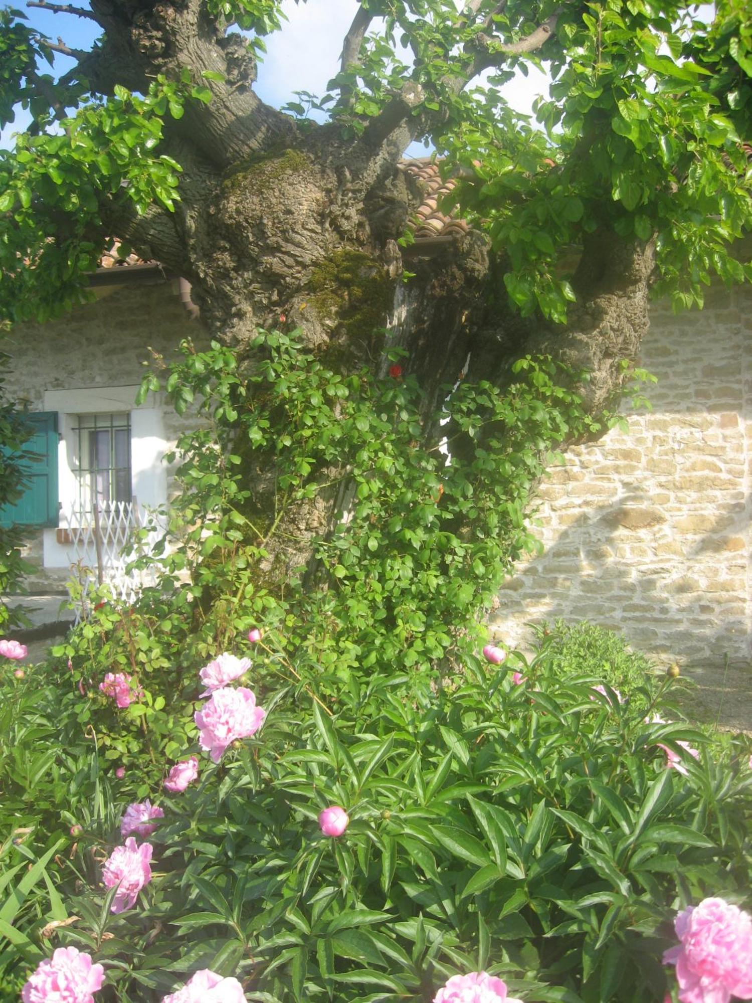 Agriturismo Cascina Serra Cossano Belbo المظهر الخارجي الصورة